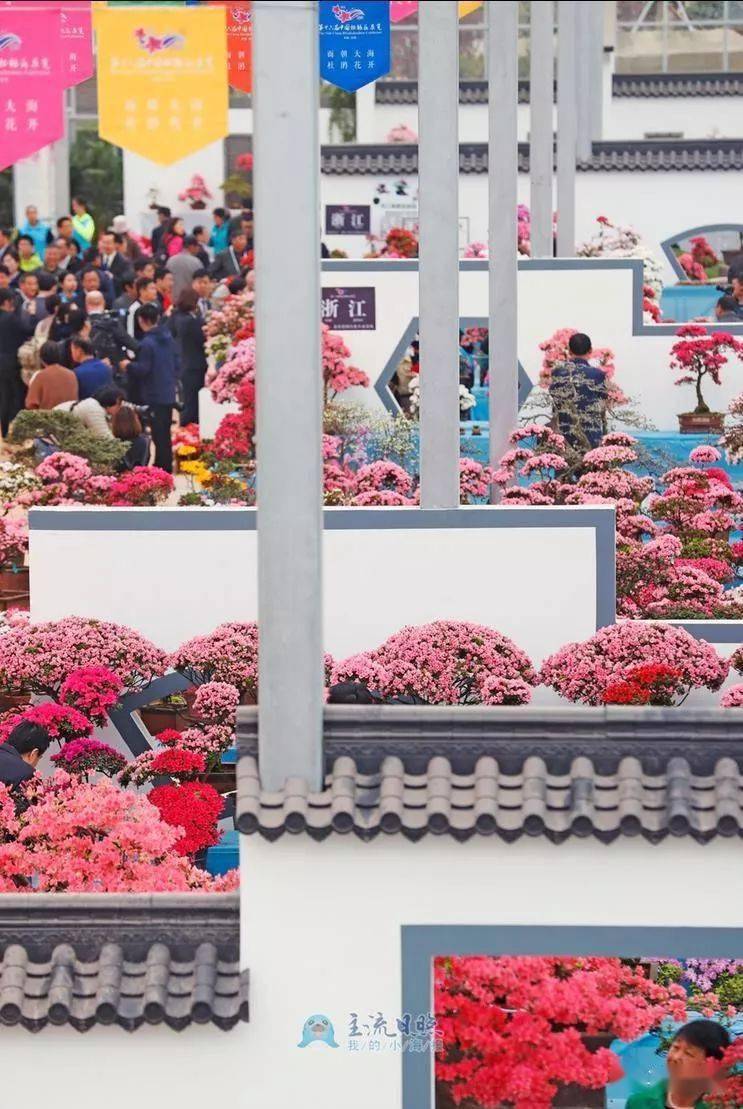 2021日照杜鹃花节,日照杜鹃花节 明天,日照杜鹃花节再度惊艳来袭!市民免费入园!