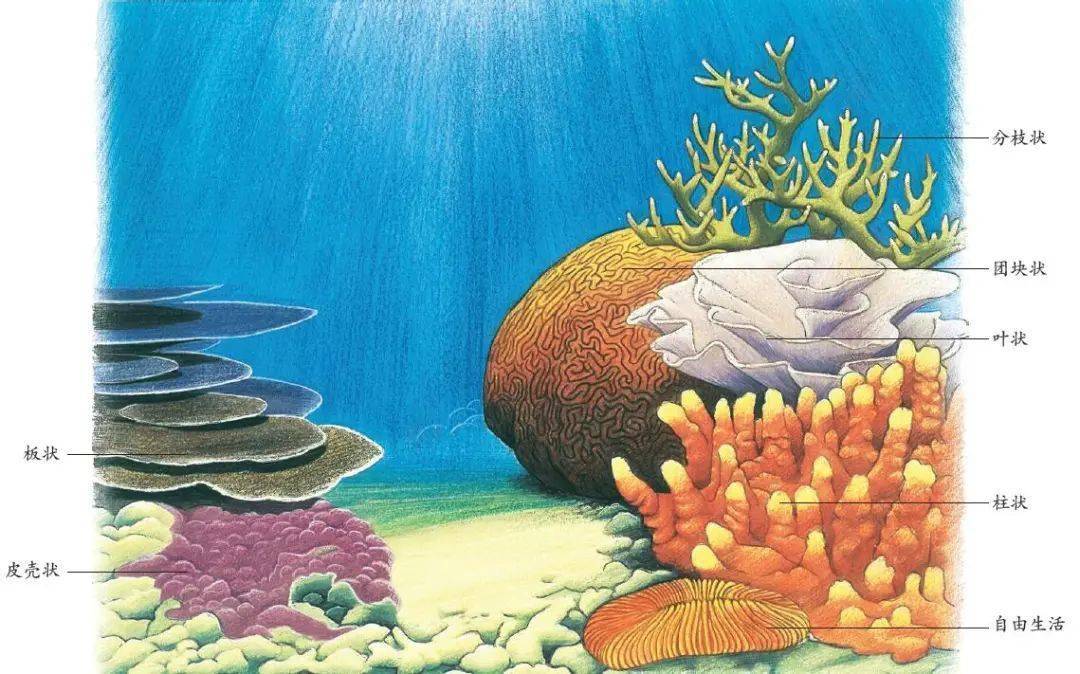 称为共生功能体/ 全功能(holobiont),除珊瑚虫和其内胚层细胞内共生的
