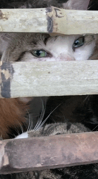 无锡动物保护组织分流救援200只猫,常熟动物保护组织分流救援240只猫