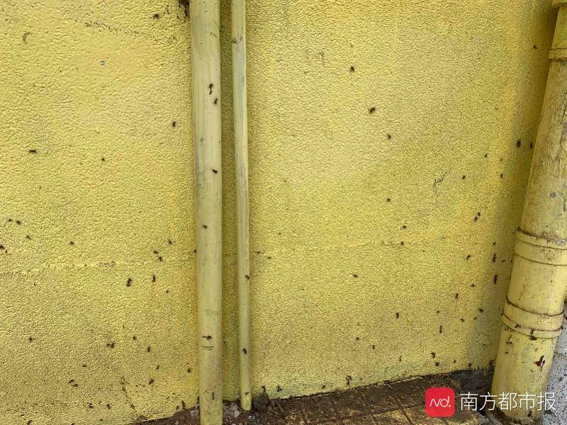 广州白云一社区现大量毛毛虫以榕树叶为食消杀效果不理想