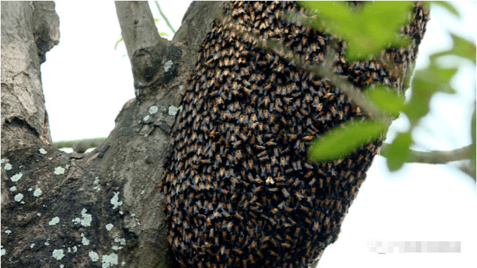 南宁某小学的一颗树上竟聚集了上万只野生大排蜂!看得
