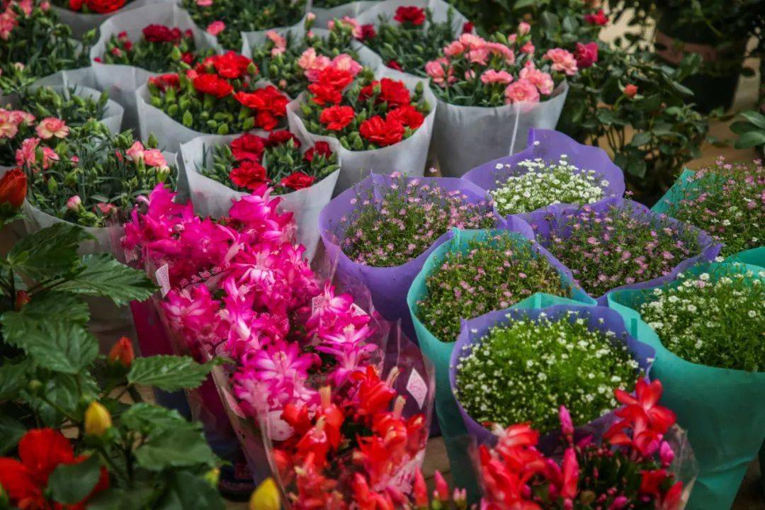 北二环大明宫花卉市场繁华来袭!上千品种挑花眼!
