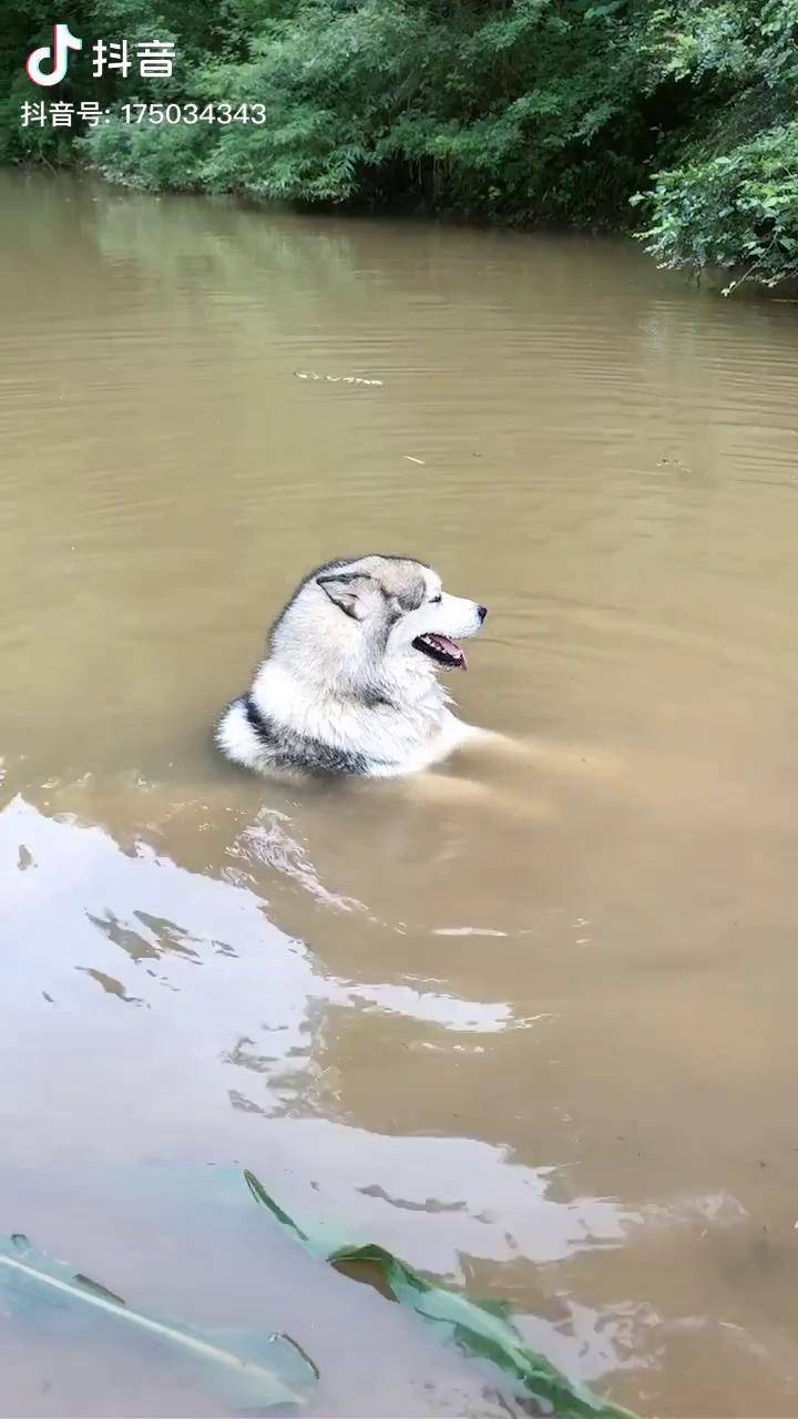 泡澡伯爵阿拉斯加萌犬