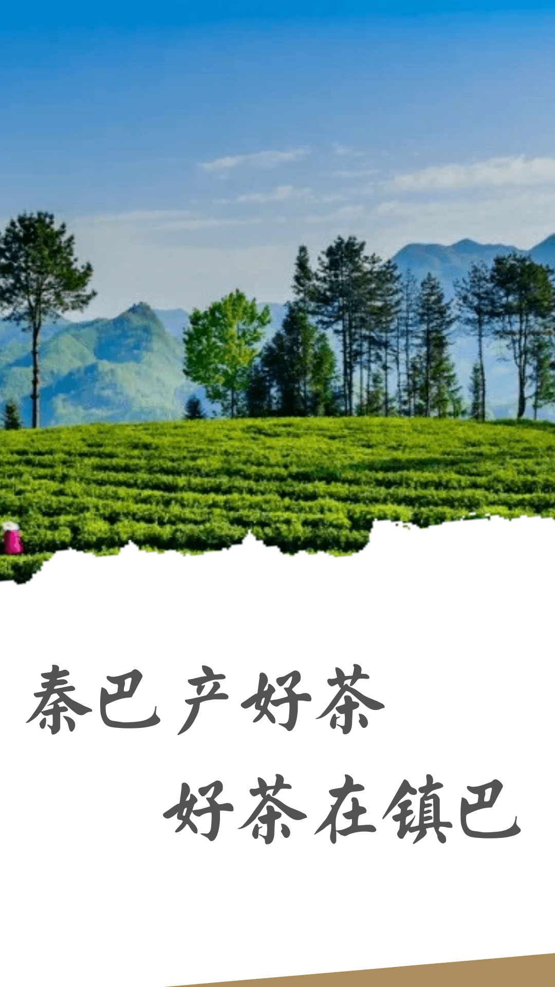 一图看懂镇巴茶叶的"与众不同"