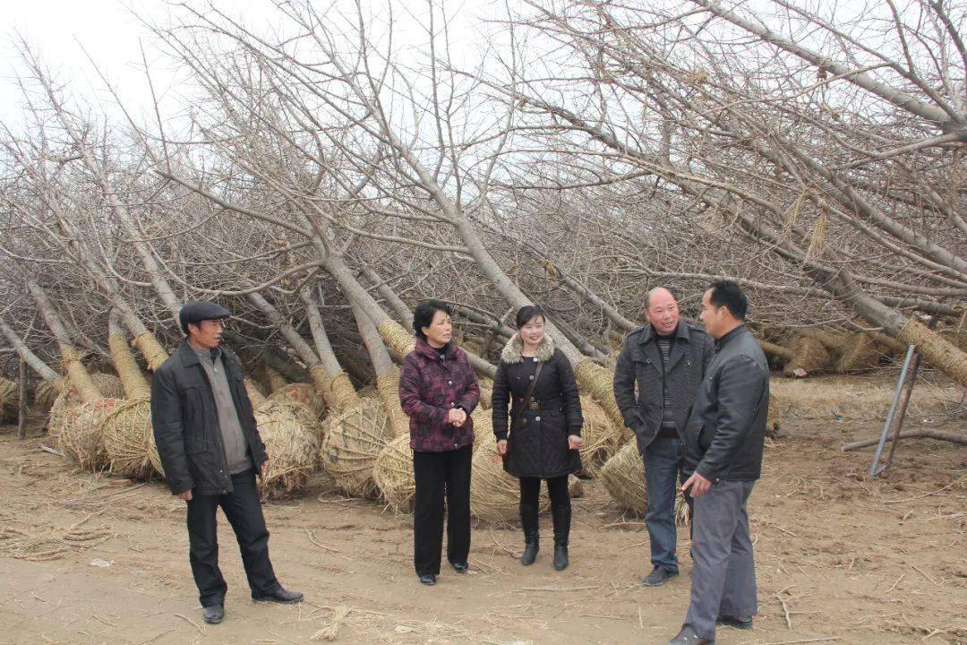 98年全国水果价格大幅度下跌,刘瑞连另寻新思路,发展大棚油桃生产