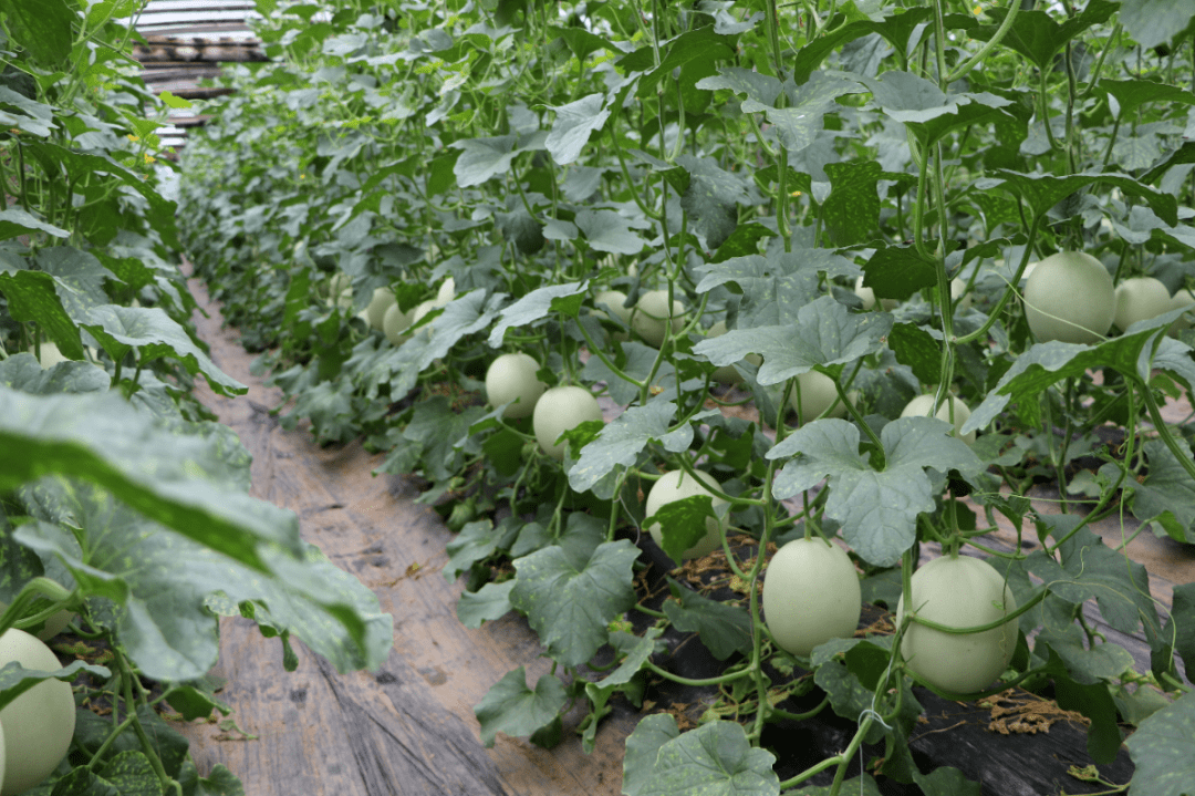 像是在吃冰淇淋!瓜中名贵"玉菇甜瓜",果香浓郁15°高甜