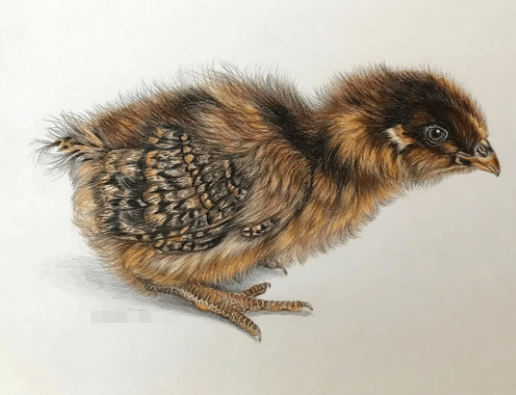 彩铅手绘入门 | 动物鸟类超写实彩铅画,彩铅动物画超真实