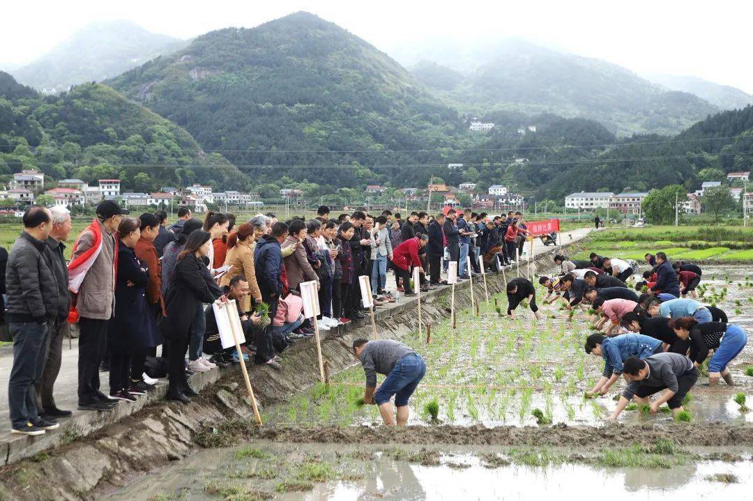 学党史办实事爱劳动忙春耕南岳镇举办插秧比赛活动