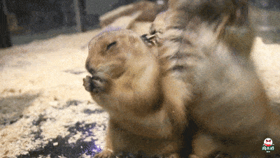 爬树高手-松鼠▼三蹿两跳就能跑到树上的小松鼠,那速度真的超级快速