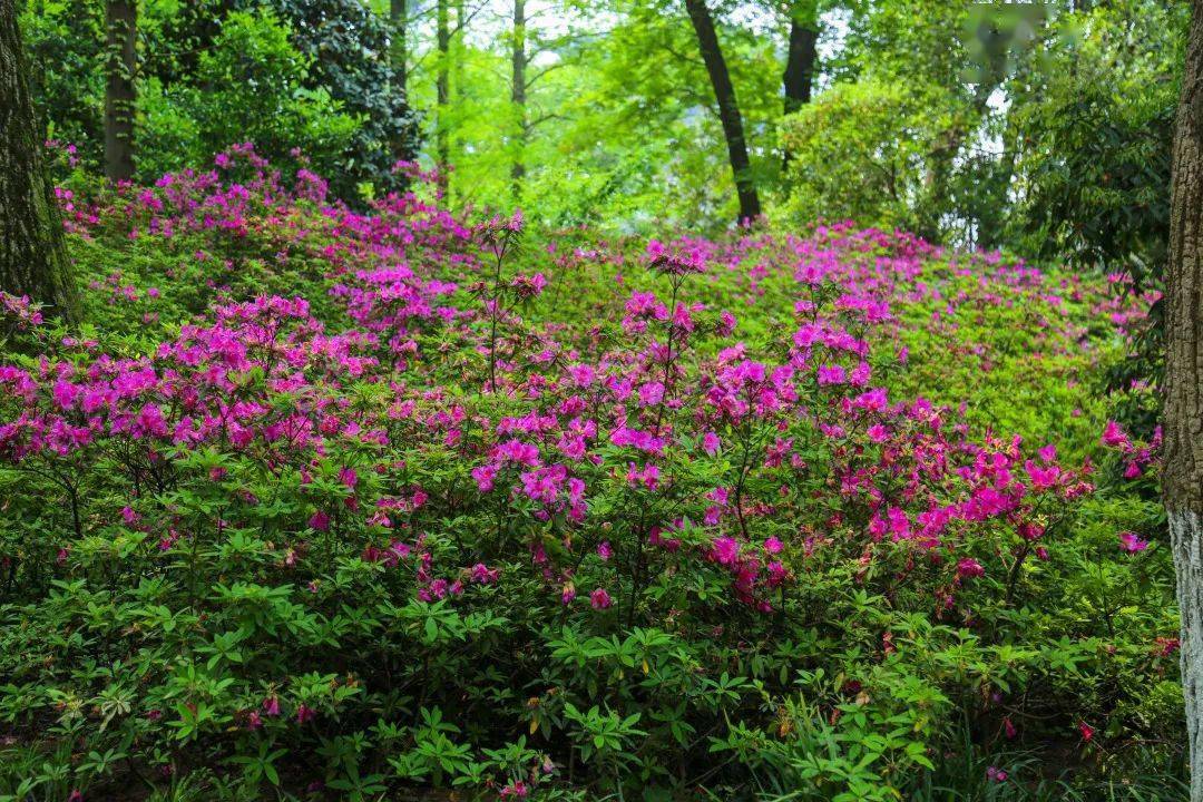 青山公园里的杜鹃花开好啦