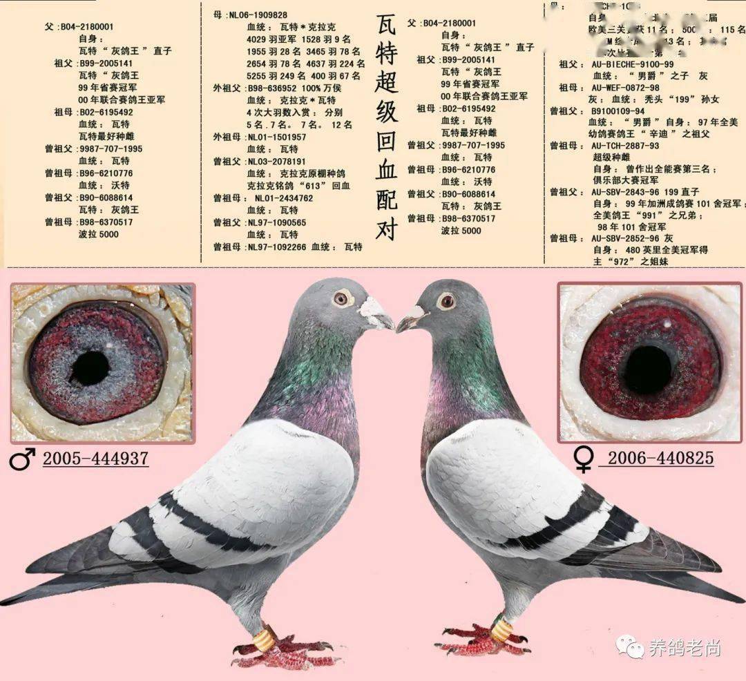 16组超级黄金配对案例,血统鸽眼体型解析