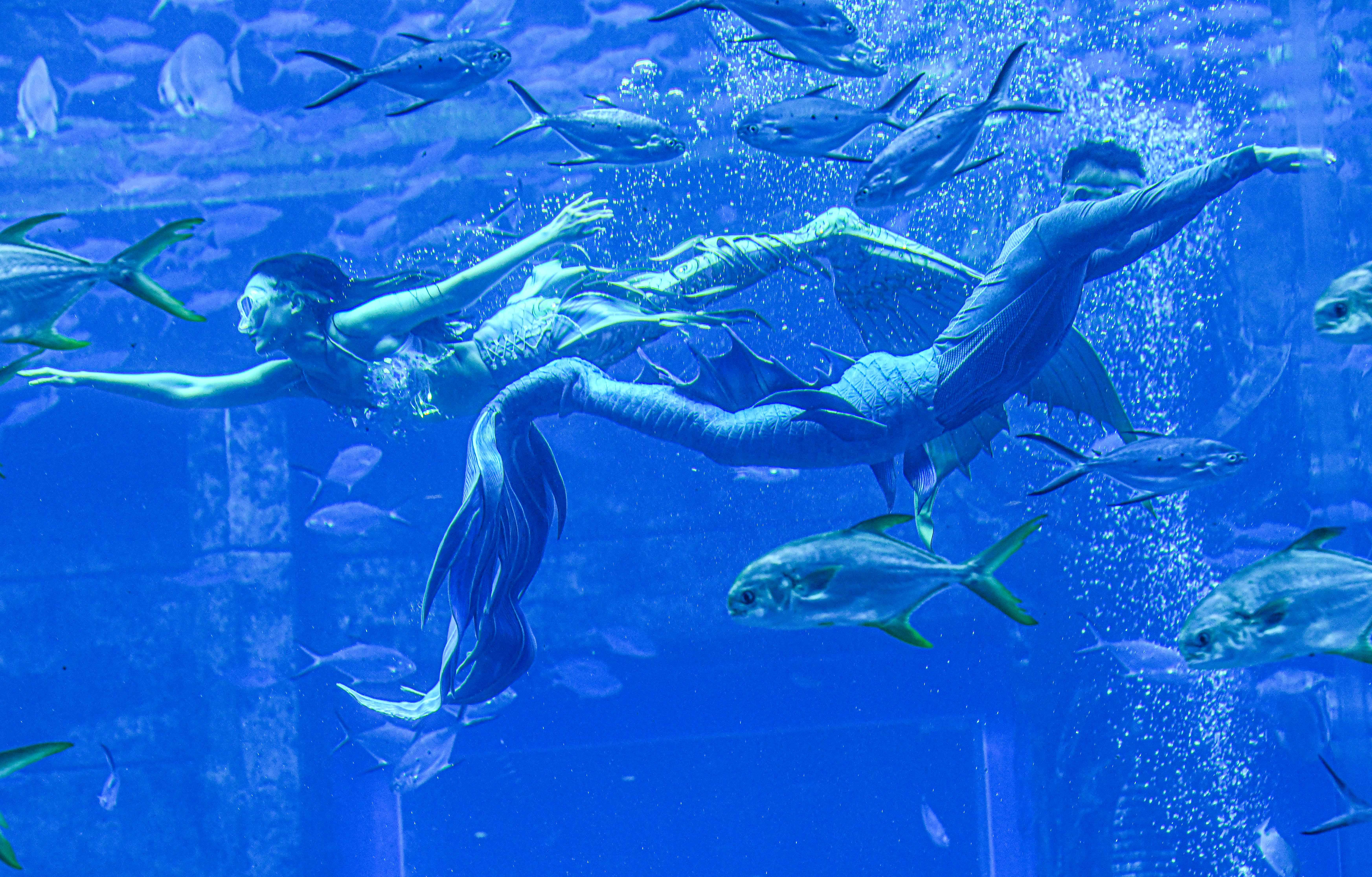 在三亚亚特兰蒂斯酒店的大使环礁湖中,美人鱼表演者在进行水下美人鱼