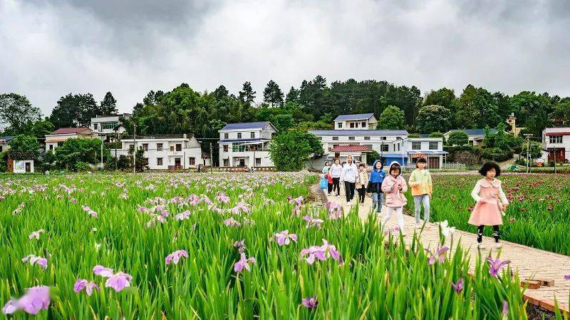 在湘潭县排头乡的团结村 水生花卉种植面积已达850亩 主要种植鸢尾