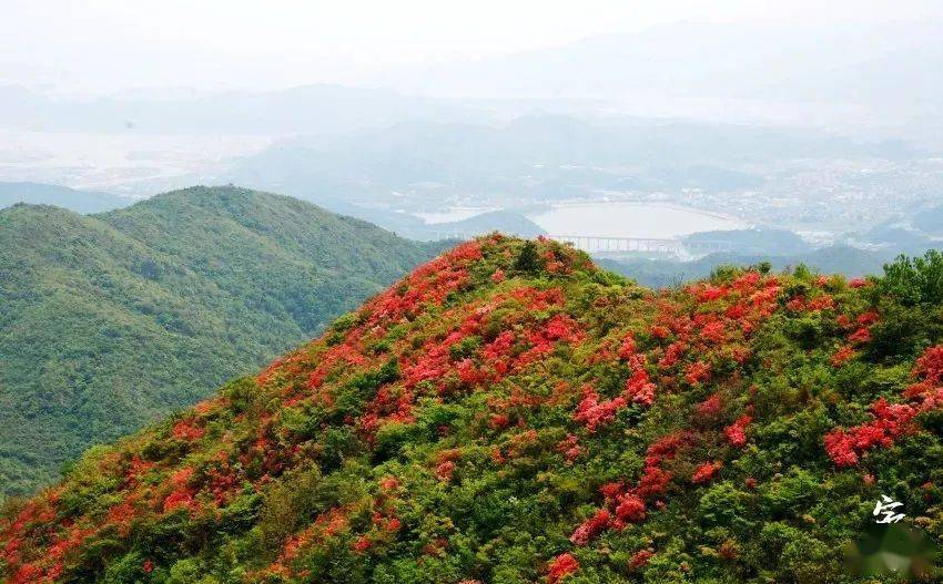 这里是浙江宁海(8)| 影潭杜鹃花正红