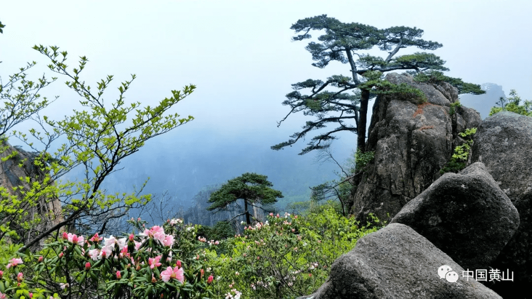 春游江淮请您来五一临近黄山绝美风光迎客来