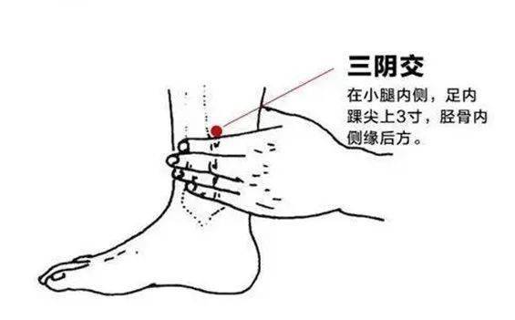 三阴交穴:位于小腿内侧,足内踝尖上3寸,胫骨内侧缘后方.
