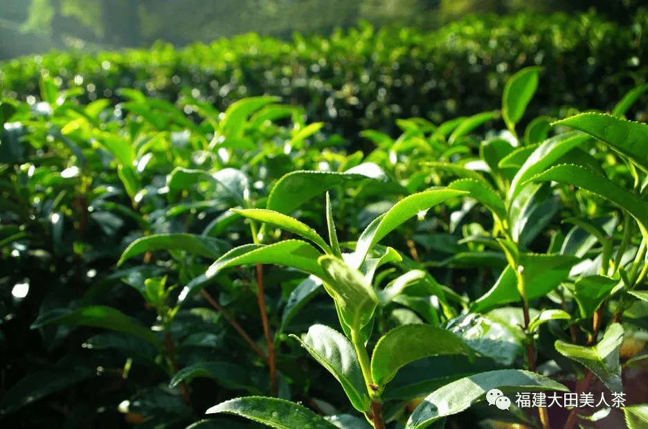 「大田美人 贵雅天成」美人茶(外二首)_味道