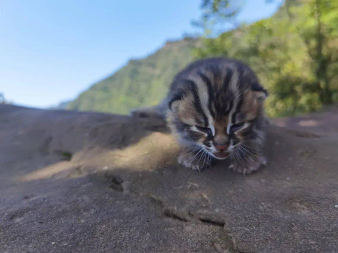 萌呆了 ,古蔺村民野外发现豹猫幼崽