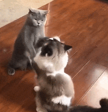 家猫打架:你拍一,我拍一