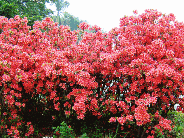 赏花幽静陶冶情操,惊险刺激