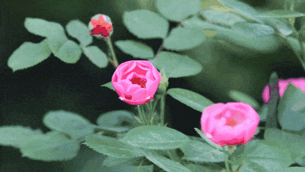 水精帘动微风起 满架蔷薇一院香