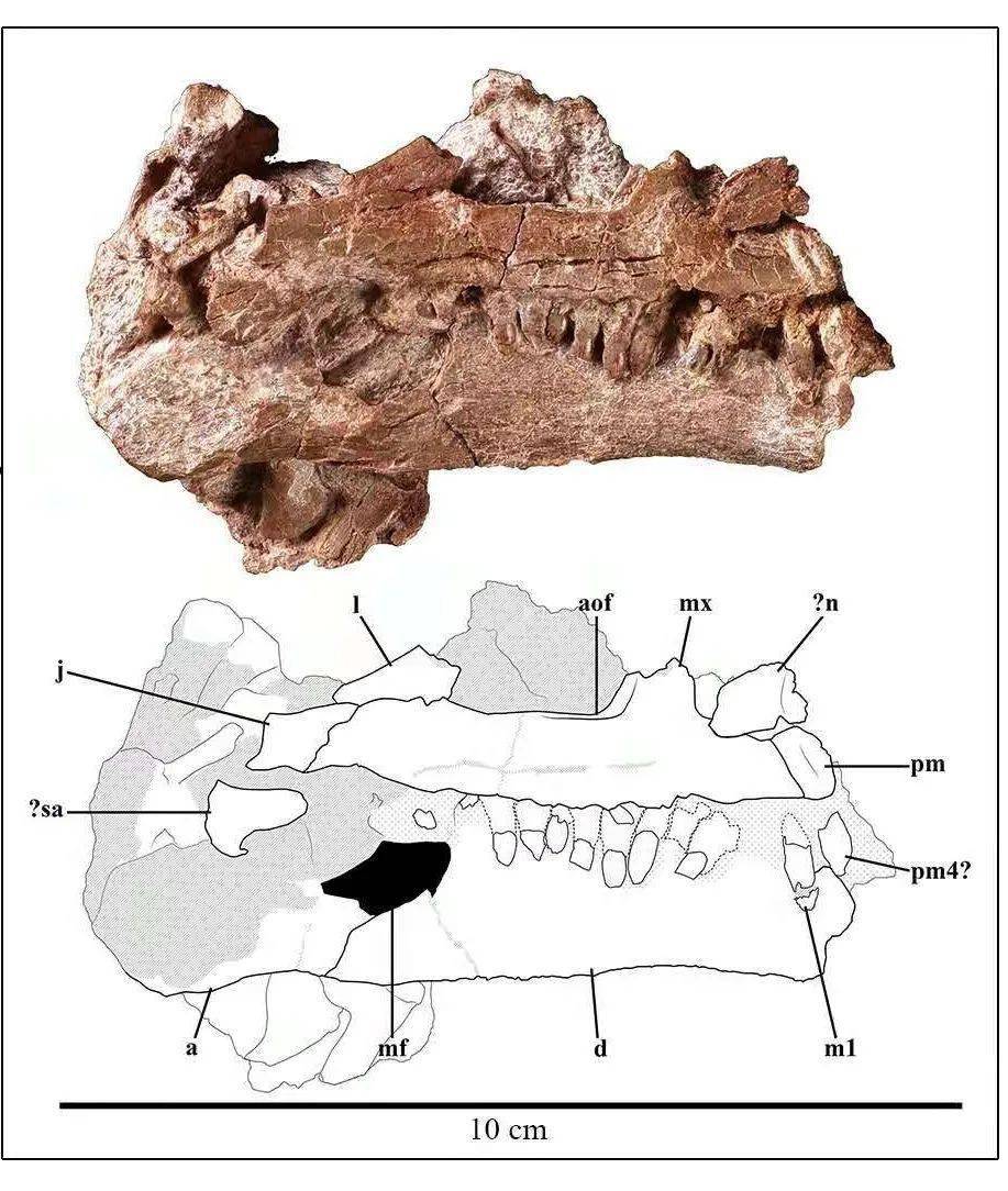 云南出土3岁恐龙幼体化石,不属任何已知属种