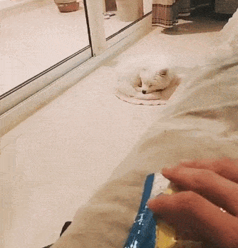 狗狗一个闪现就来到床边,铲屎官只好把零食藏回去.