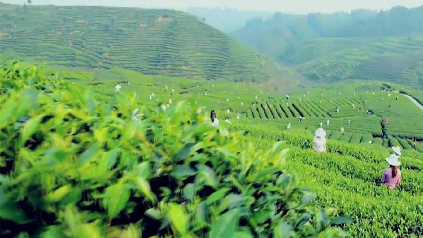 春来茶绿花相伴百鸟欢歌采茶人蒙顶山品茗悟道的神圣殿堂