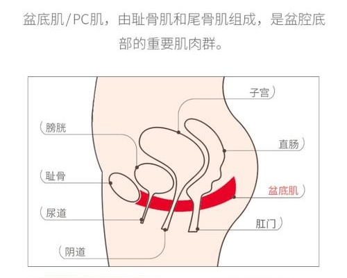 阴道后壁膨出,宫颈脱垂Ⅰ,Ⅱ或Ⅲ度",说明你的盆底肌已呈松弛状态