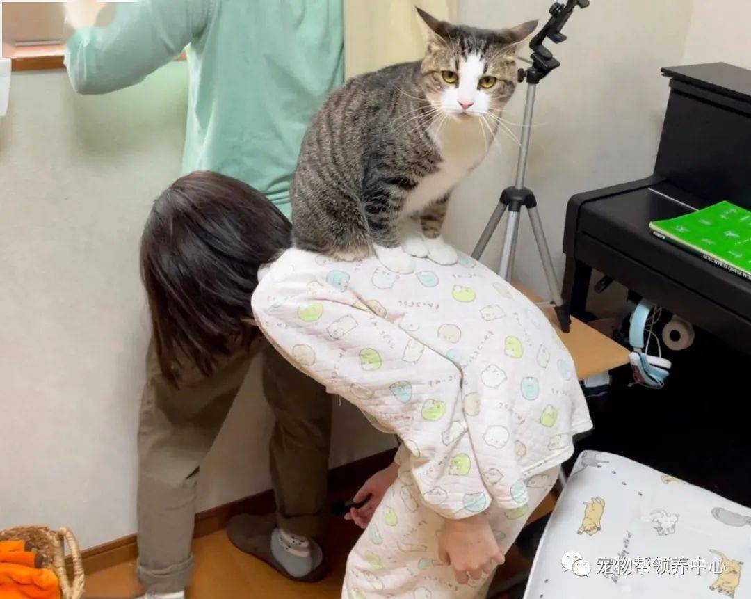 这下,猫咪在人类社会的地位真的解释不清了.
