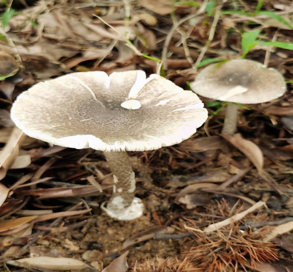 警惕!中山惊现大群剧毒鹅膏菌