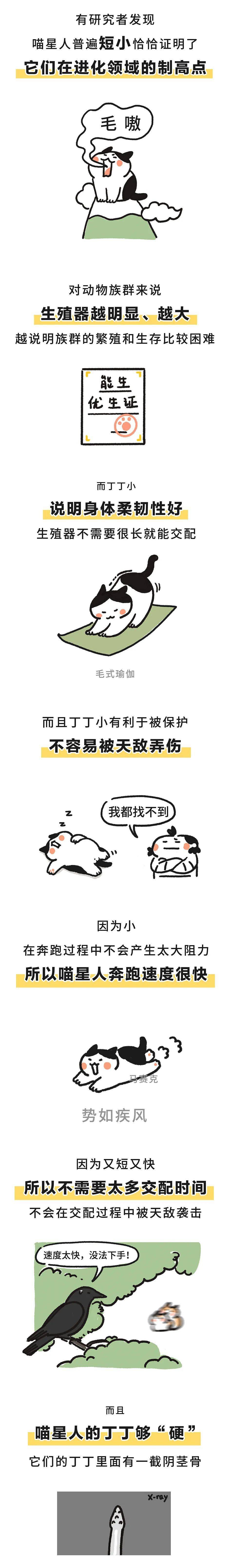 关于猫的丁丁我有话要帮小猫咪解释