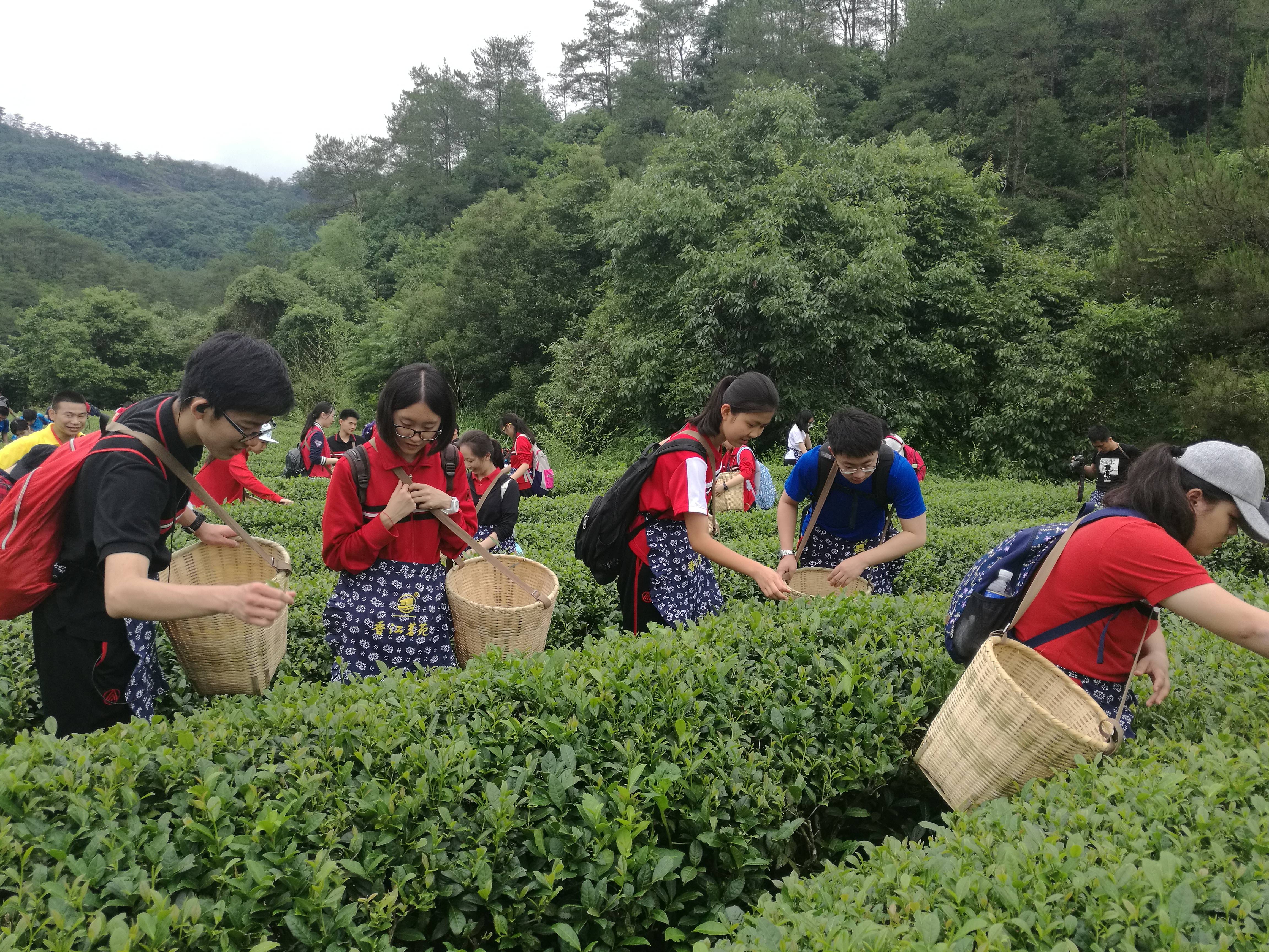 茶旅融合研讨 加入旅游和科技元素,加速推动武夷山的茶旅融合