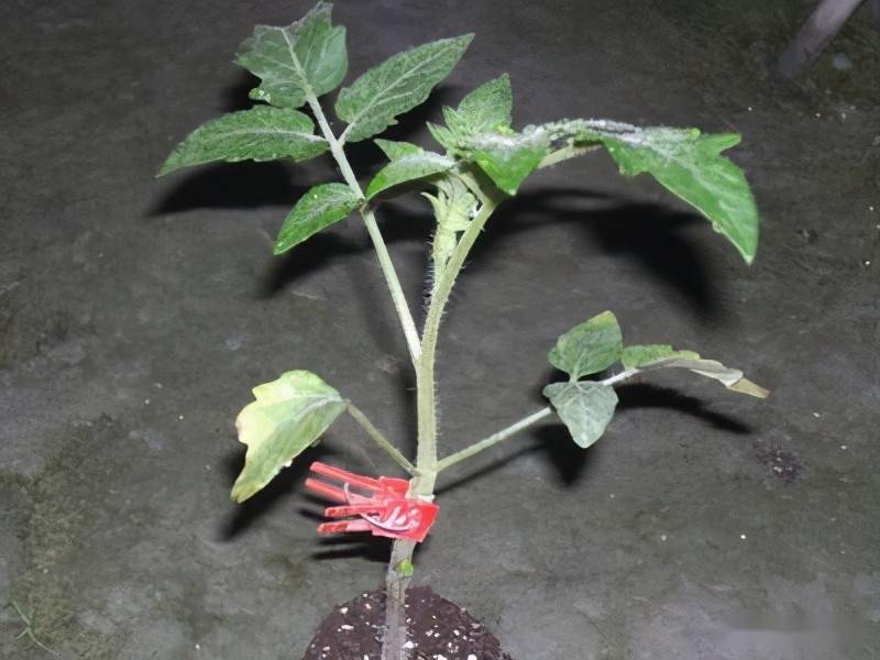 温室栽培番茄嫁接技术