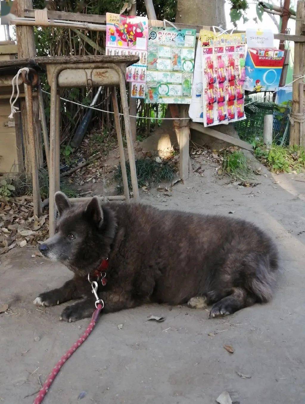 实话实说,确实是有点猪熊混血的那种感觉了.