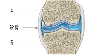 相邻骨面各自覆盖有一层薄薄的软骨,正常情况下,软骨呈淡蓝色,有光泽