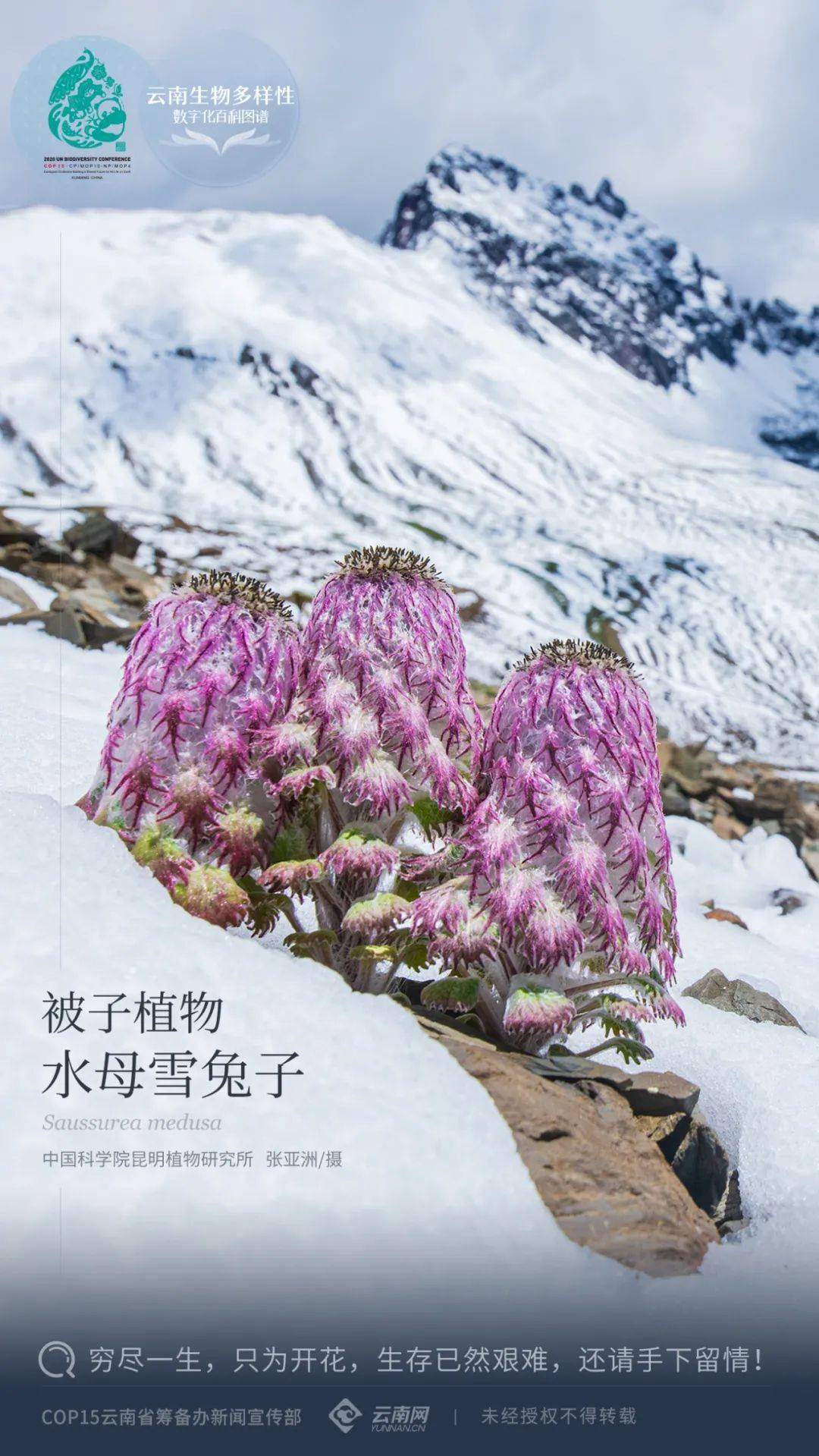 图谱】被子植物·水母雪兔子:因武侠小说,它们遭受了无妄之灾_雪莲花