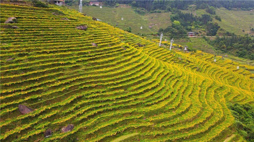 人间最美五月天龙胜布尼梯田金鸡菊海棠花开满田