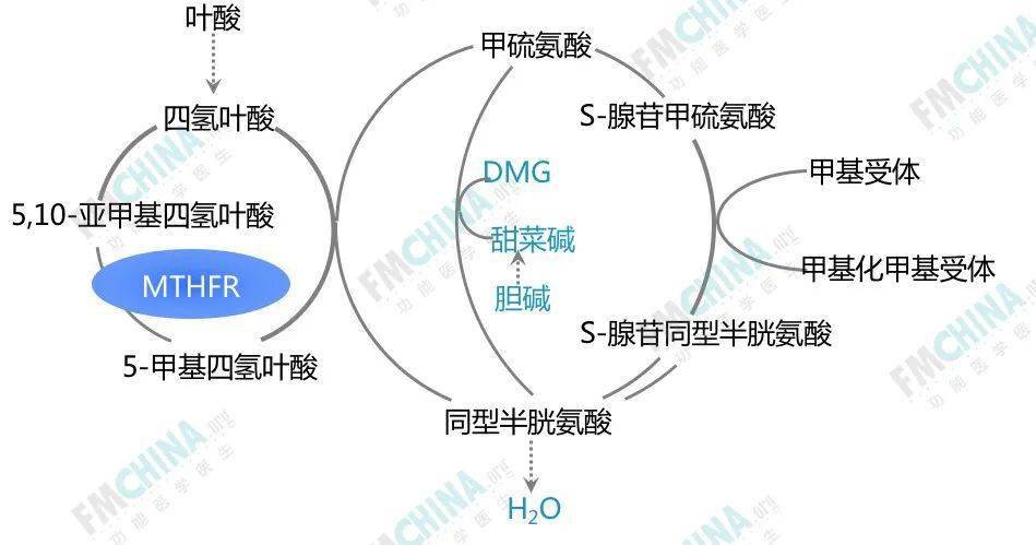 同型半胱氨酸代谢通路