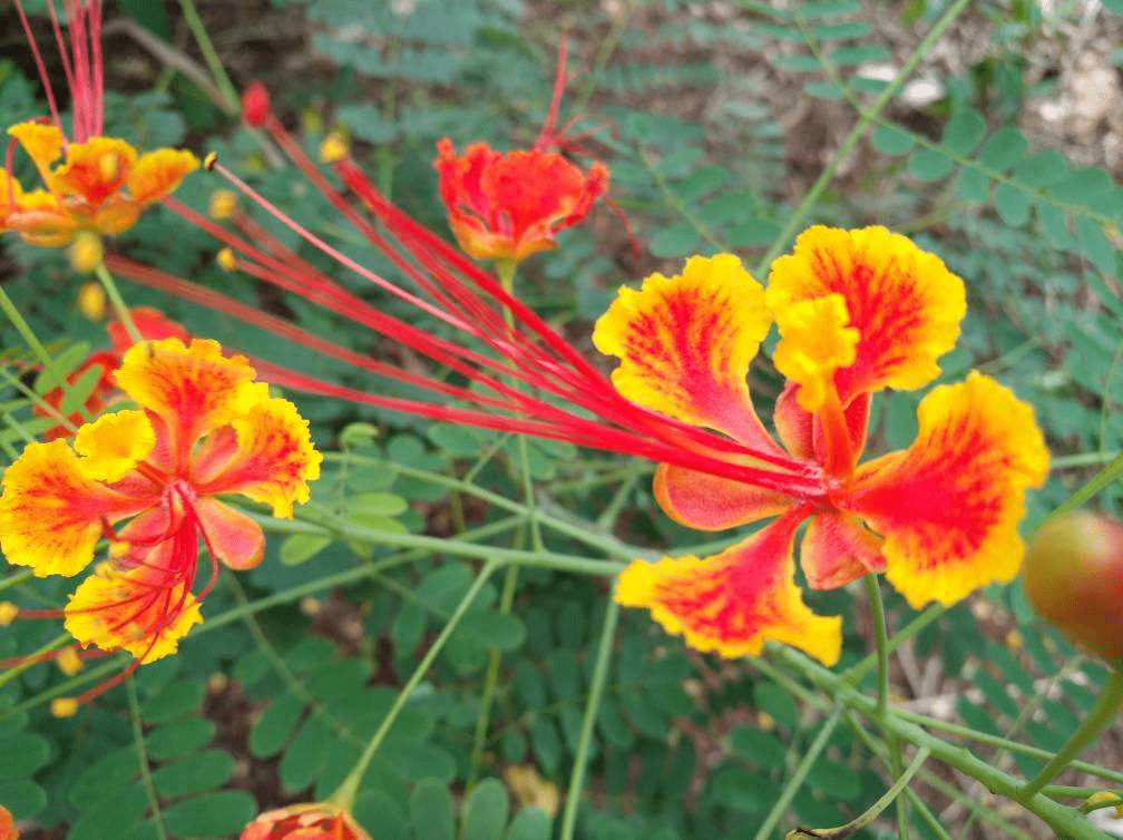 7种"命里带金"的花,在家养一盆,添福有好兆头_植物