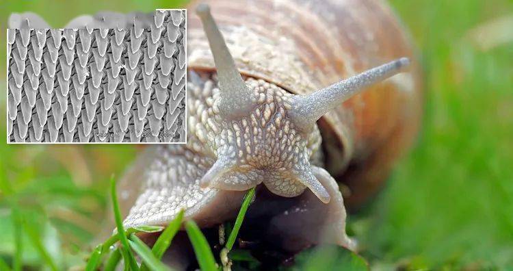 小如针尖的口内长着25600颗牙齿 蜗牛虽体