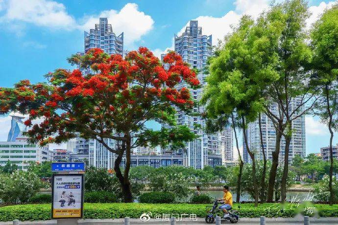 厦门凤凰花开夏意浓!别急,降温降雨已在路上._天气