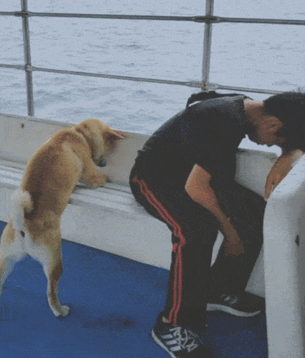 不是一家人,不进一家门!管他是主子还是狗子,晕船才是