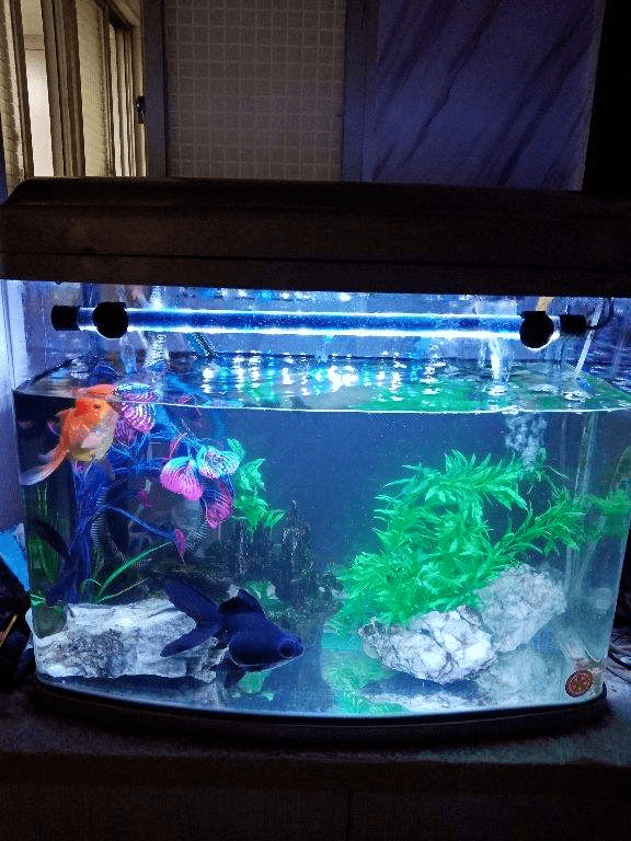 像是茉莉花,栀子花,米兰,兰花等植物,都比较适合用鱼缸水浇花,能够