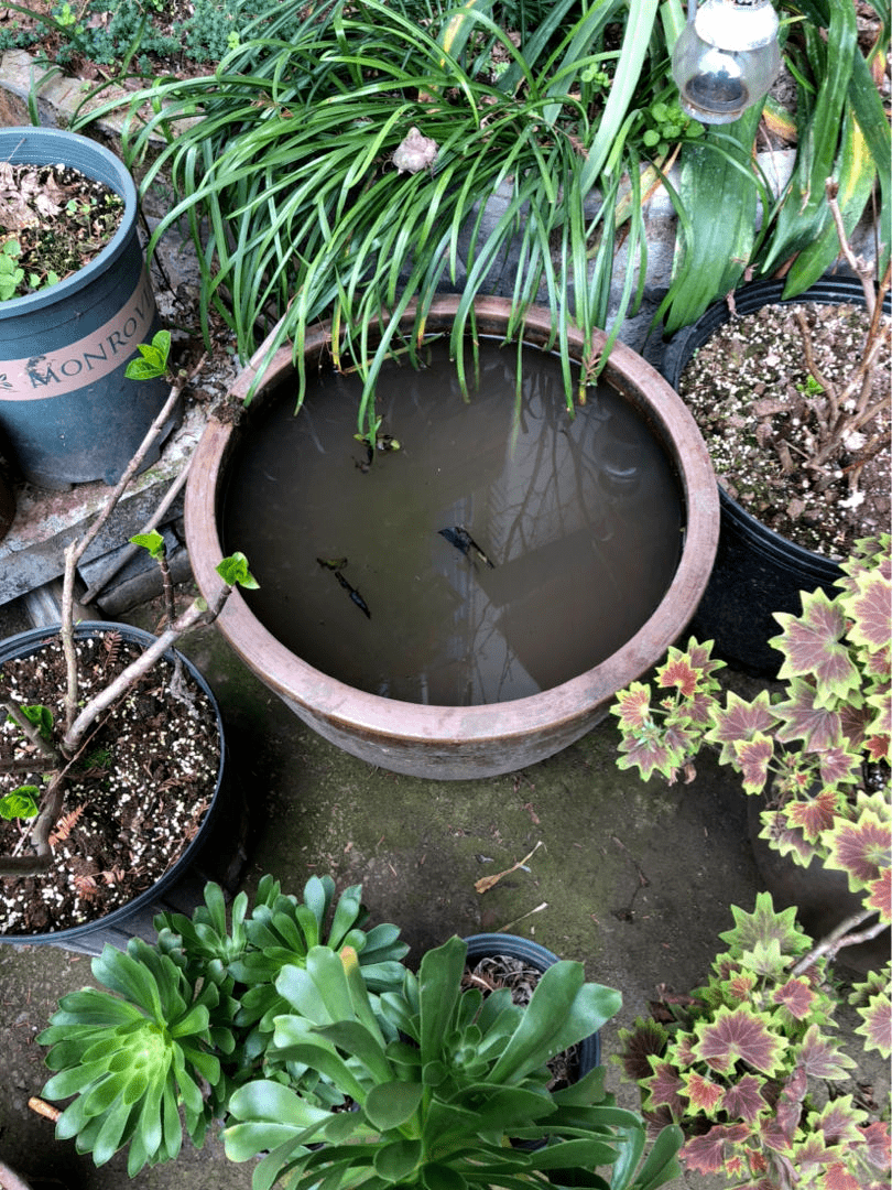鱼缸水用来浇花效果超好叶子油亮有光泽