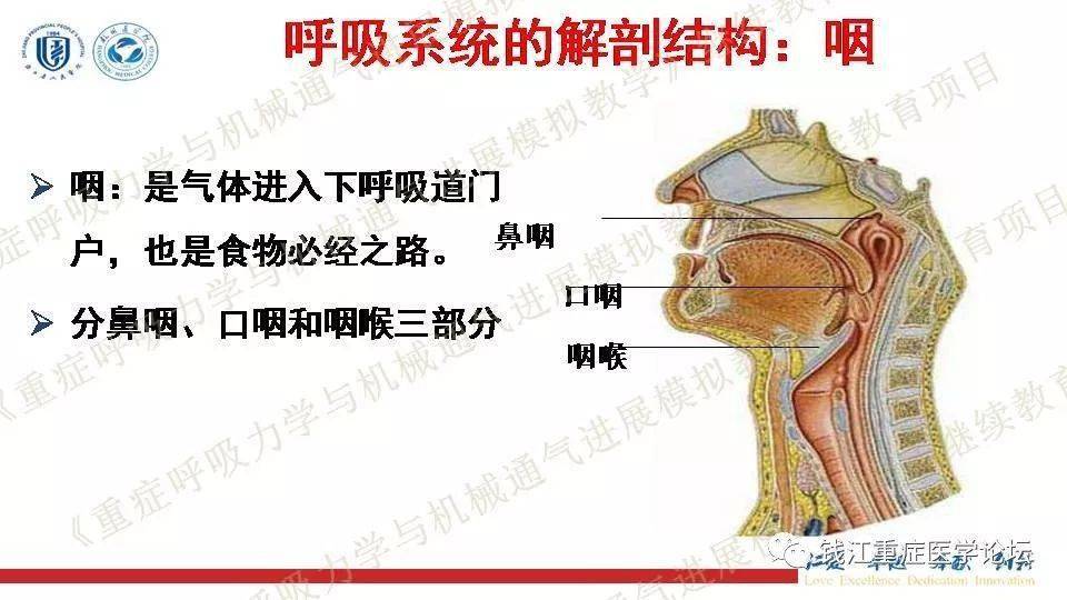 重症视角 | 呼吸系统解剖与生理基础