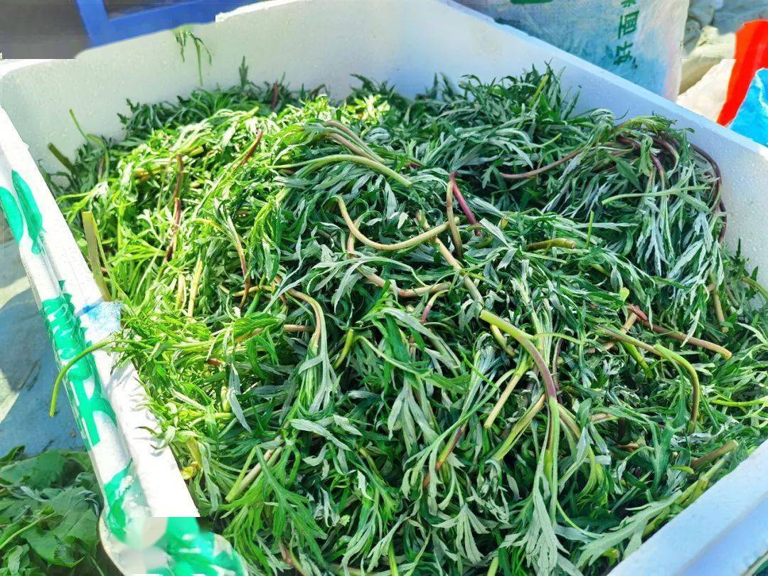 吃货们,山野菜扎堆上市啦!_柳蒿芽