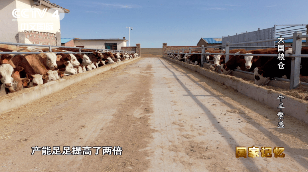 纪录片大国粮仓第三集牛羊繁盛