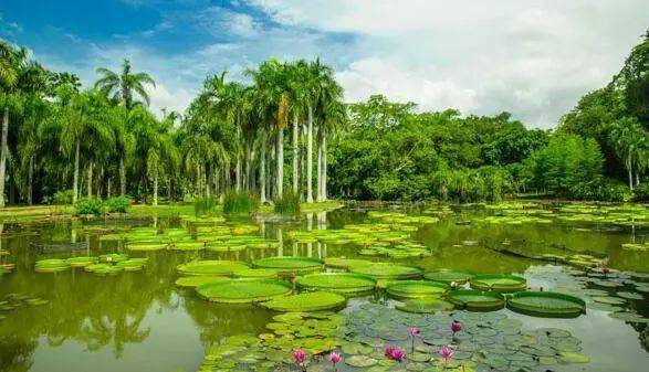 中国科学院西双版纳热带植物园是国家5a级旅游景区,也是亚洲最美,面积