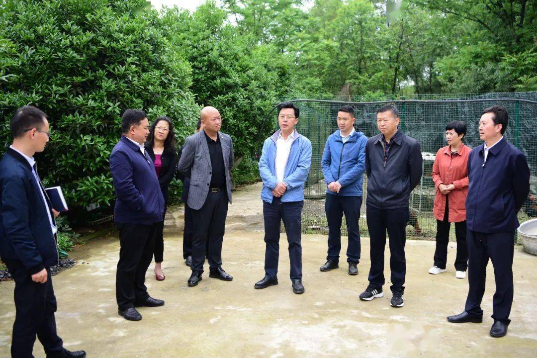 张翊皓到百里杜鹃调研产业结构调整,乡村振兴,旅游产业发展等工作